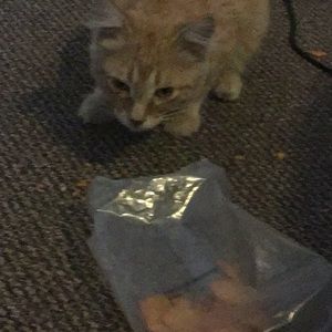 Meet your Posher, London